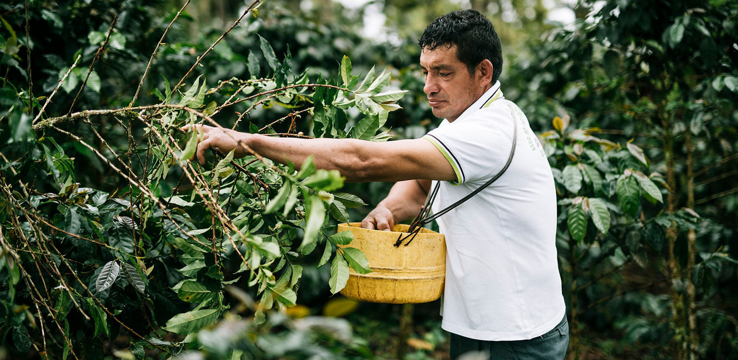 Le café Fairtrade: un choix gagnant pour tous!